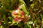 2-Guadeloupe-2021-01-25 13-36-25