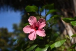 2-Guadeloupe-2021-01-29 10-31-19
