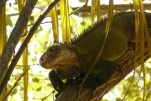 2-Guadeloupe-2021-01-21 10-11-35