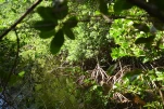 1-Martinique-2021-01-11 09-05-01
