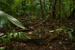 1-Martinique-2021-01-14 14-12-35