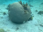2-Guadeloupe-2021-01-18 17-00-55