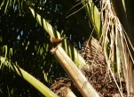 2-Guadeloupe-2021-01-29 09-00-24 1