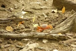 1-Martinique-2021-01-12 14-15-09
