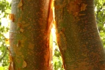 2-Guadeloupe-2021-01-24 15-17-06