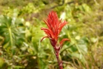 2-Guadeloupe-2021-01-25 11-14-36