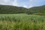 2-Guadeloupe-2021-01-19 11-31-37