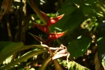 2-Guadeloupe-2021-01-25 14-58-50
