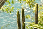 1-Martinique-2021-01-11 17-36-05