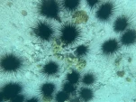 2-Guadeloupe-2021-01-18 16-59-36