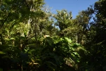 2-Guadeloupe-2021-01-23 15-37-39