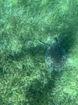1-Martinique-2021-01-17 10-07-53