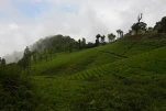 Inde-2018-11-30 13-21-34