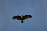 Inde-2018-12-04 15-43-41