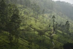 SriLanka-2025-02-04 13-19-59