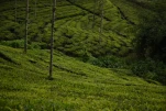 SriLanka-2025-02-03 17-17-12