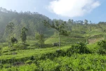 SriLanka-2025-02-04 15-50-23 DMC
