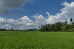 SriLanka-2025-02-01 14-34-41 DMC