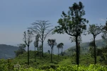 SriLanka-2025-02-04 11-45-52 DMC