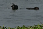 SriLanka-2025-02-11 16-50-53 DMC