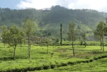SriLanka-2025-02-04 12-42-19 DMC