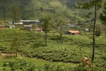 SriLanka-2025-02-04 12-44-39