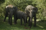 SriLanka-2025-02-03 08-51-30