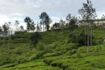 SriLanka-2025-02-03 17-21-43 DMC