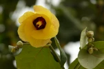 Thailande 2017-12-04 16-23-51-A
