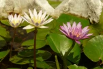 Thailande 2017-11-20 11-39-09-A
