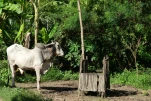 Cambodge-2023-11-11 14-33-28-Anne